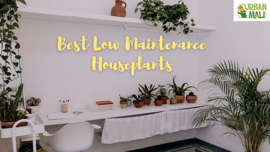 Best Low Maintenance Houseplants