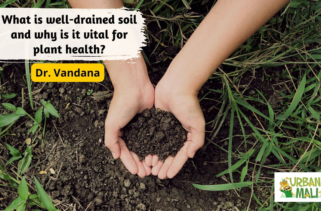 What is well-drained soil and why is it vital for plant health?
