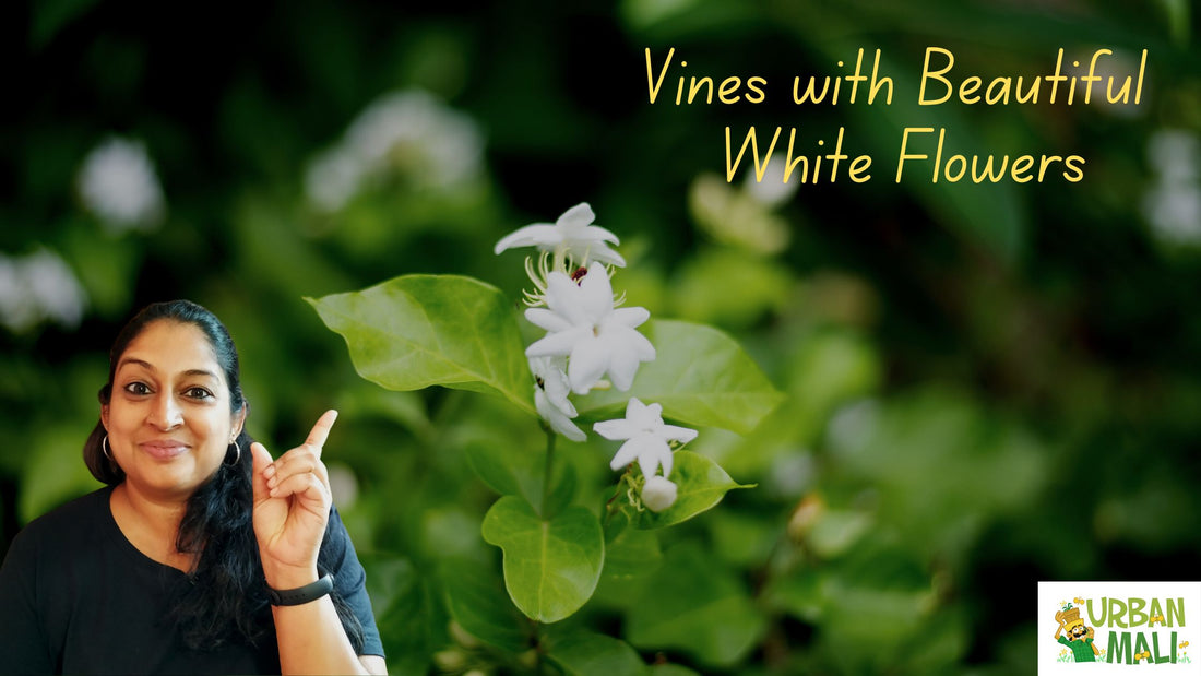 Vines with Beautiful White Flowers