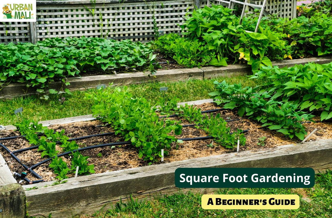 Square Foot Gardening: A Beginner's Guide