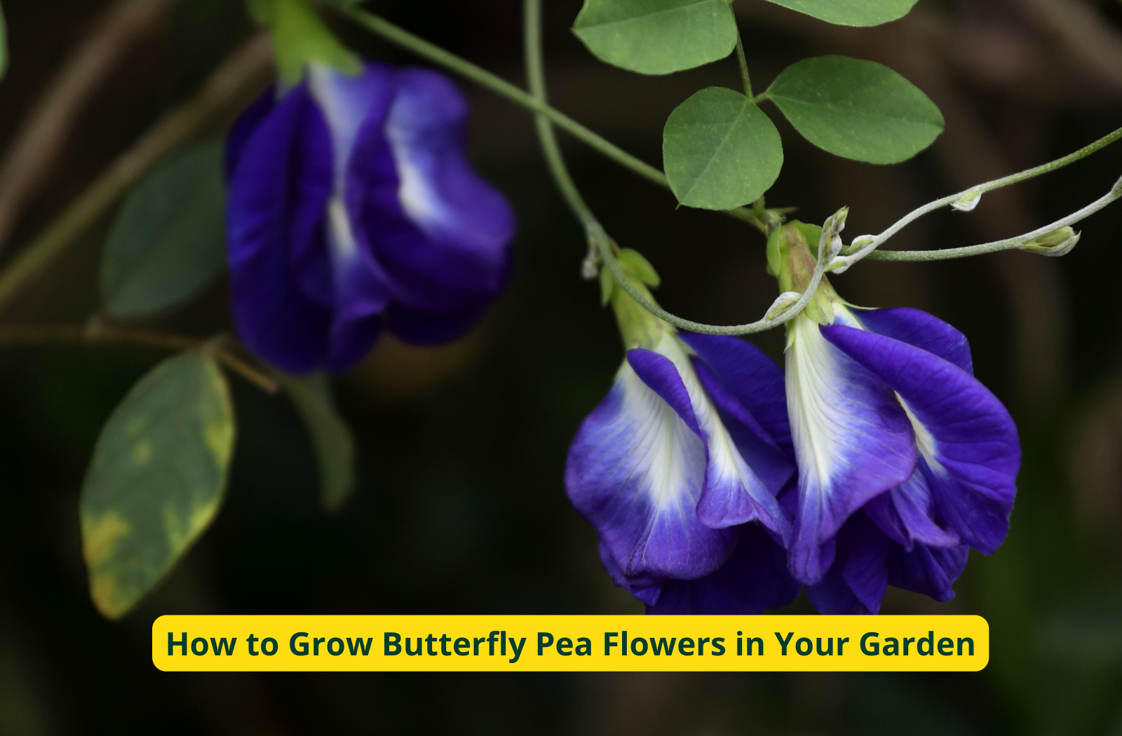 How to Grow Butterfly Pea Flowers in Your Garden
