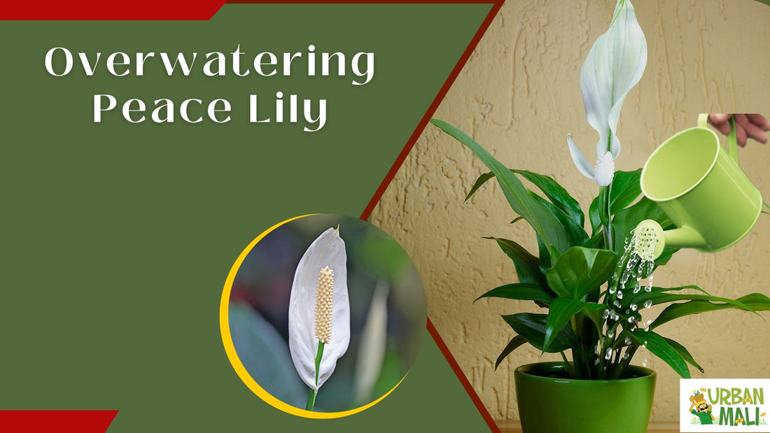 Overwatering Peace Lily