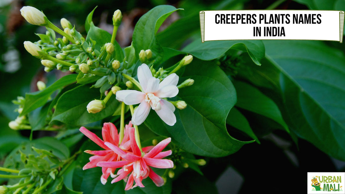 Creepers plants names in India