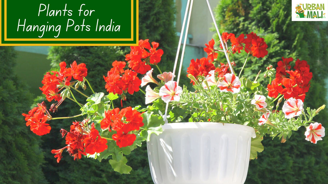 Plants for Hanging Pots India