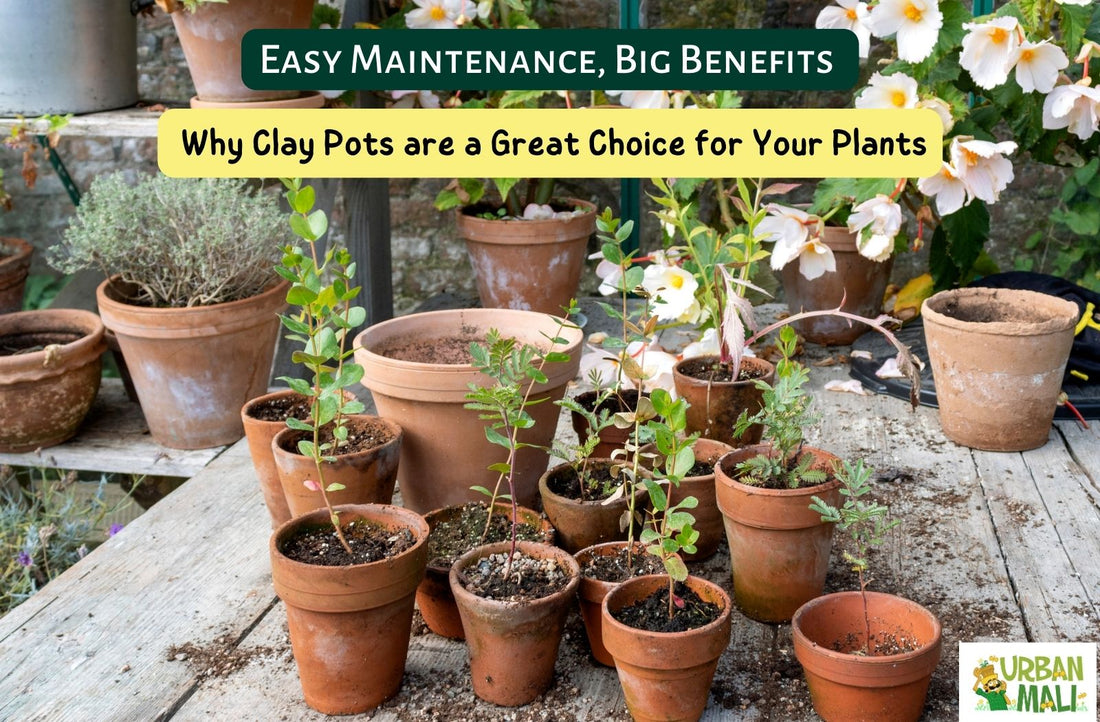 Easy Maintenance, Big Benefits: Why Clay Pots are a Great Choice for Your Plants