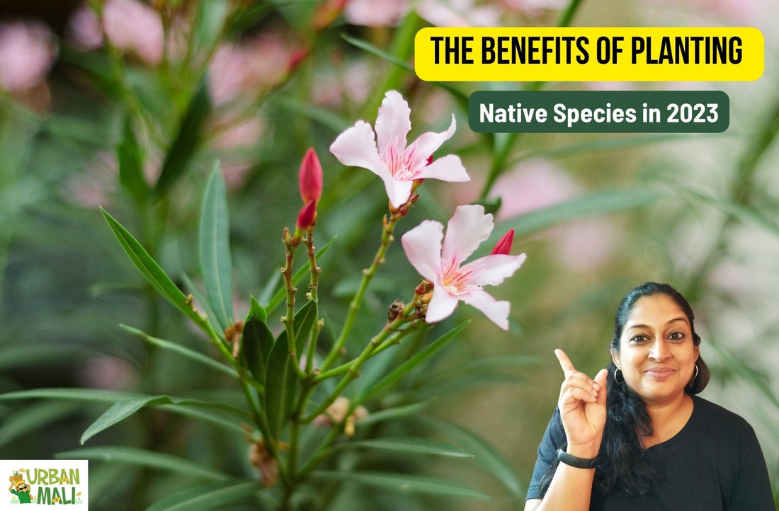 The Benefits of Planting Native Species in 2023
