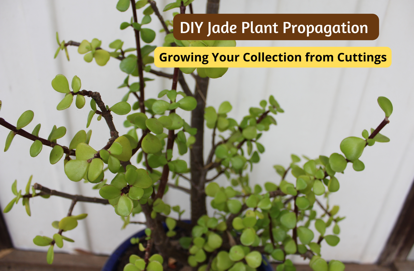 DIY Jade Plant Propagation: Growing Your Collection from Cuttings