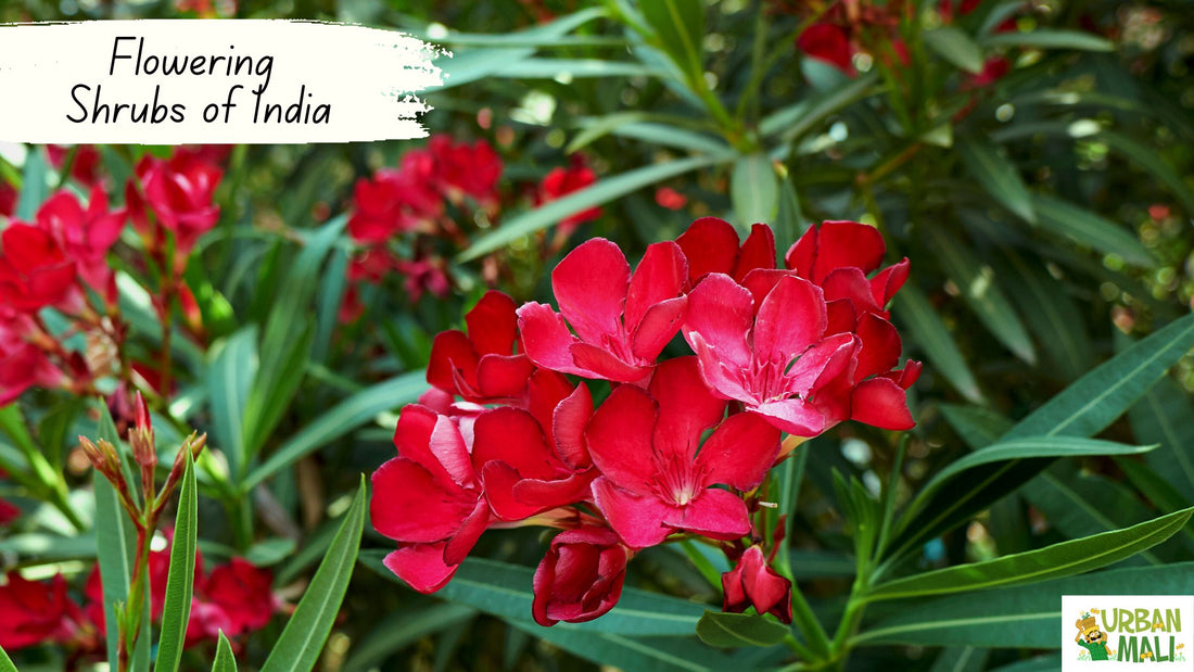 Flowering Shrubs of India