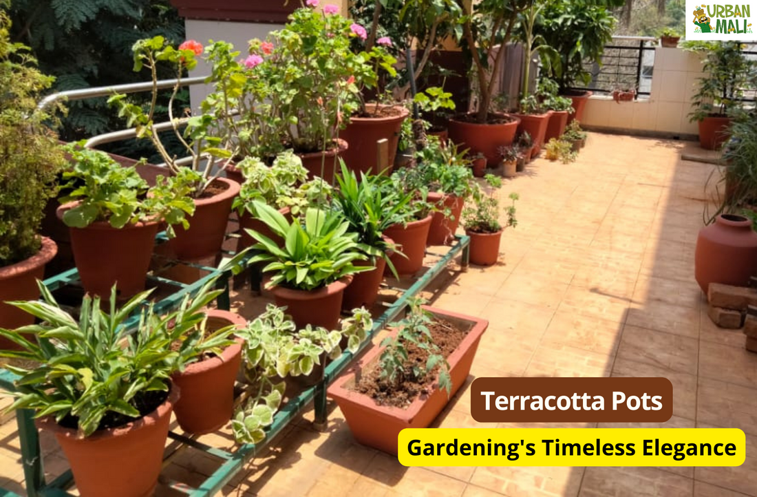 Terracotta Pots: Gardening's Timeless Elegance