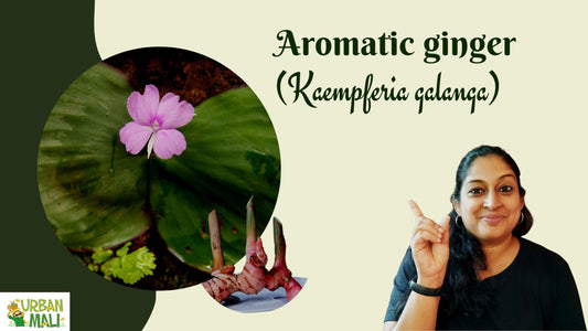 Aromatic ginger (Kaempferia galanga)