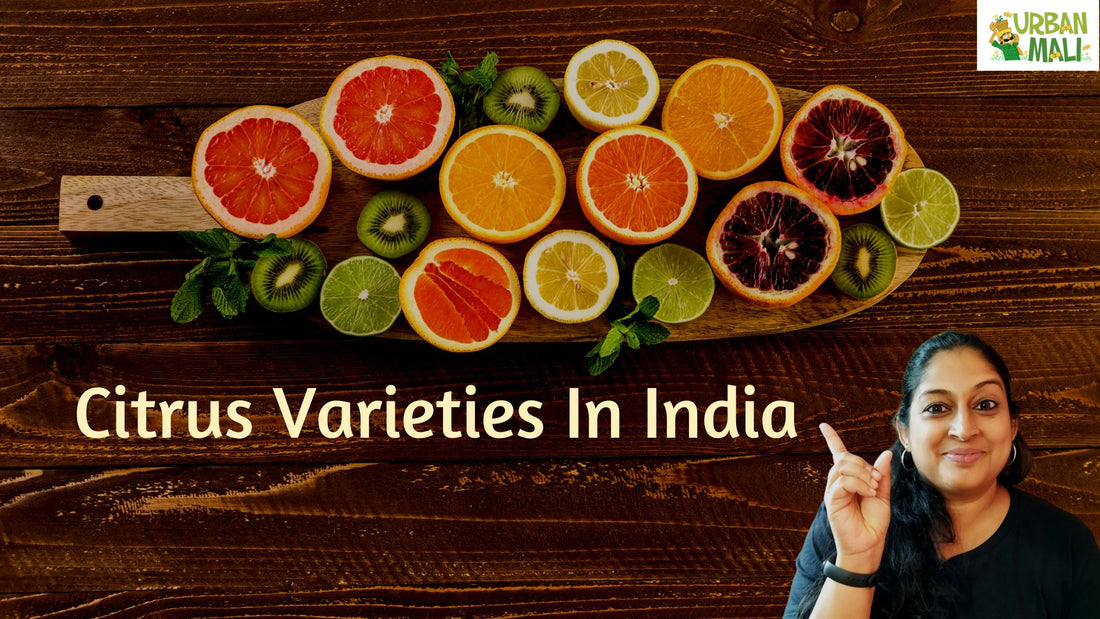 Citrus Varieties In India