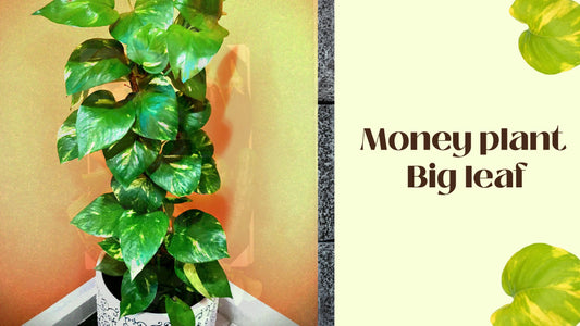Money plant big leaf