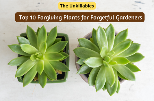 Top 10 Forgiving Plants for Forgetful Gardeners