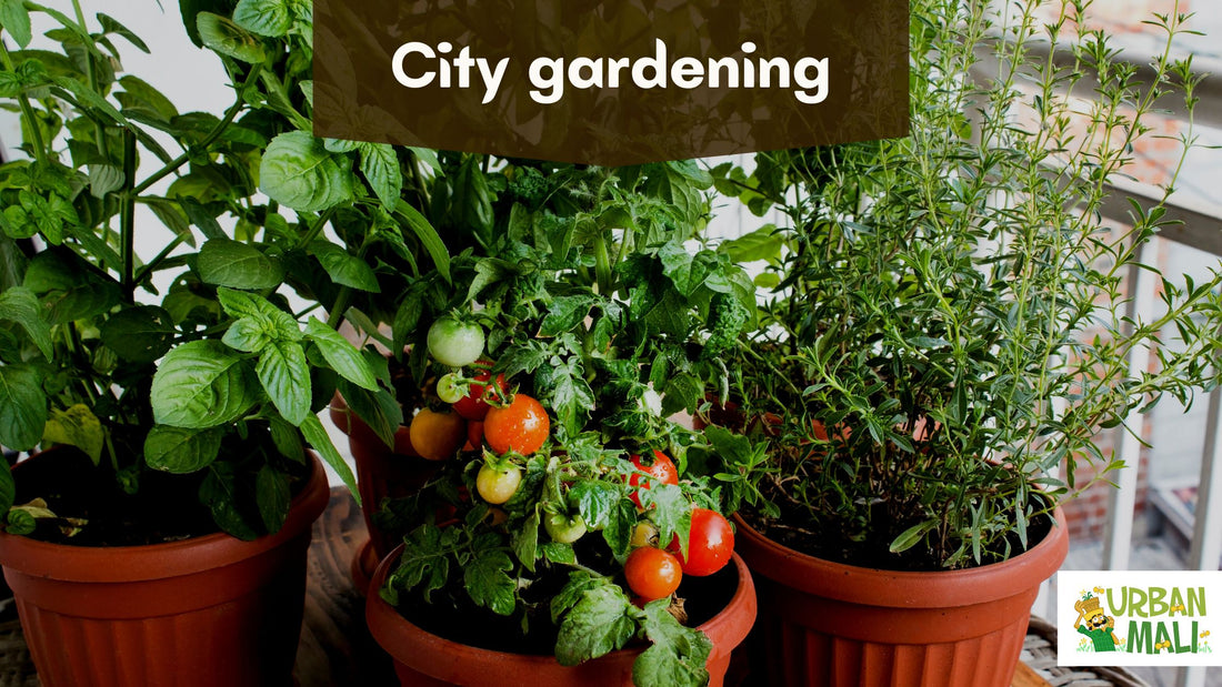 City gardening