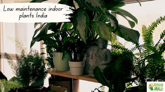 Low maintenance indoor plants India