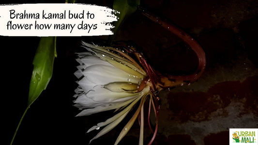 Brahma kamal bud to flower how many days