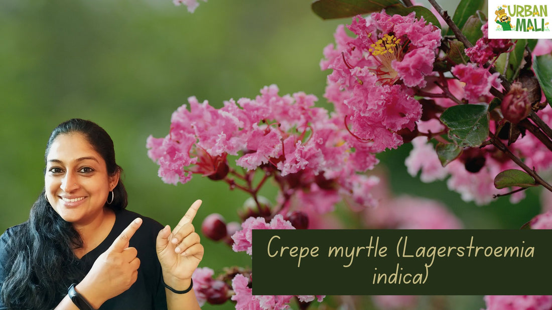 Crepe myrtle (Lagerstroemia indica)