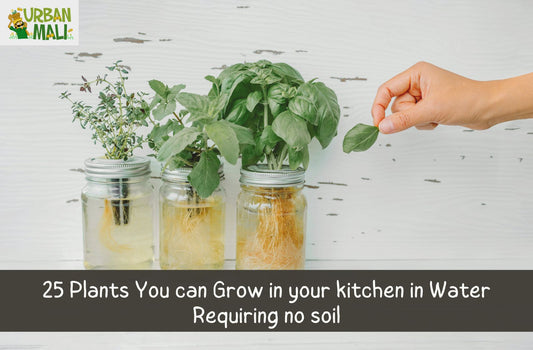 25 Plants You can Grow in your kitchen in Water Requiring no soil