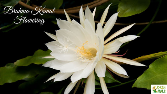 Brahma Kamal Flowering