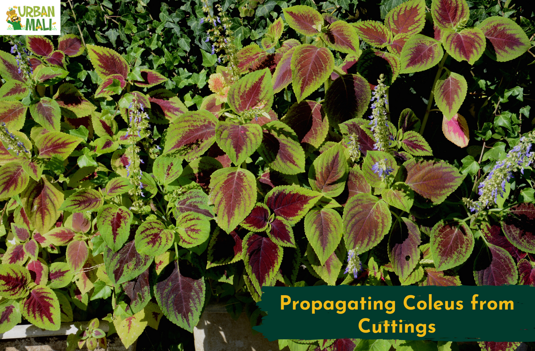 Propagating Coleus from Cuttings