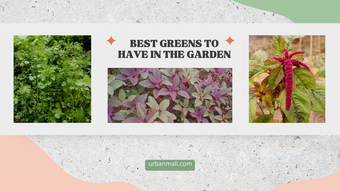 Best greens to have in the garden