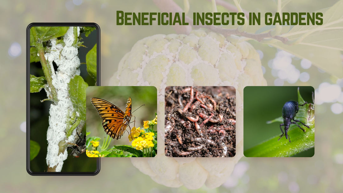 Beneficial insects in gardens