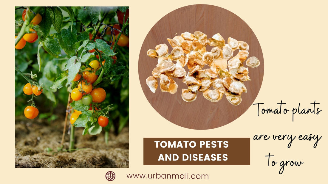 Tomato pests and diseases
