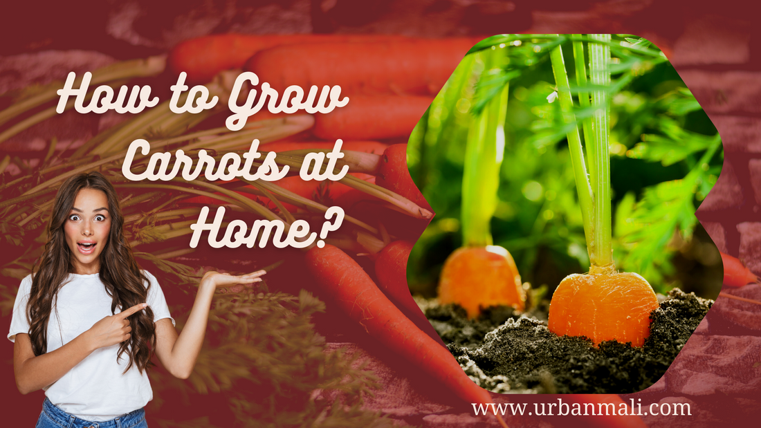 How to Grow Carrots at Home?