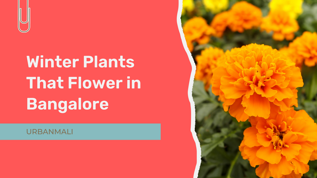 Winter Plants That Flower in Bangalore