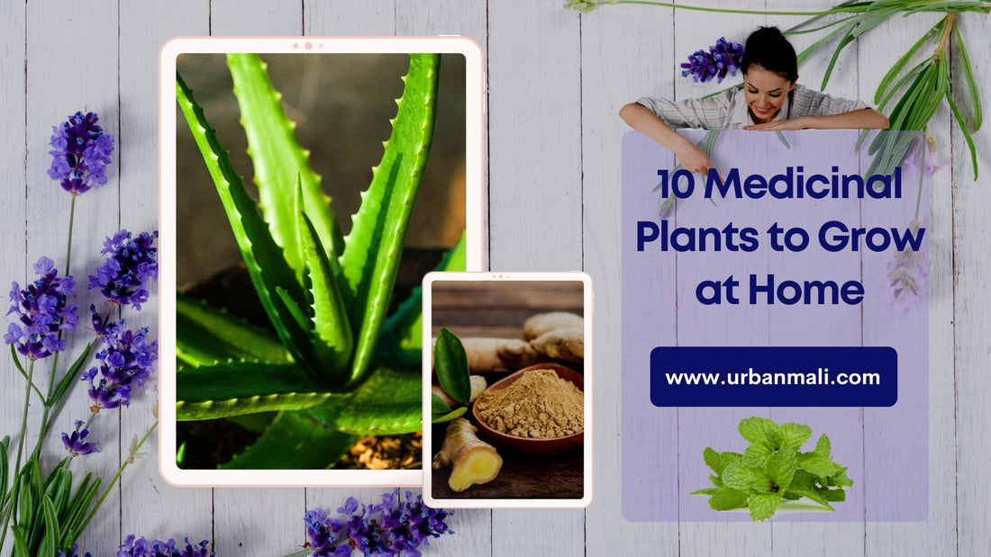 10 Medicinal Plants to Grow at Home