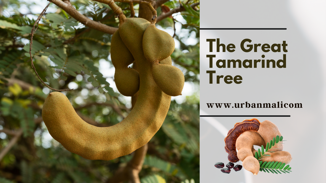 The Great Tamarind Tree