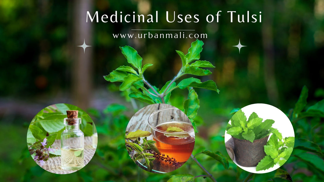 Medicinal Uses of Tulsi