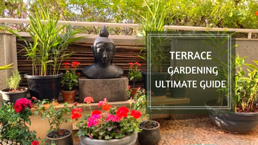 Terrace Gardening - Ultimate Guide