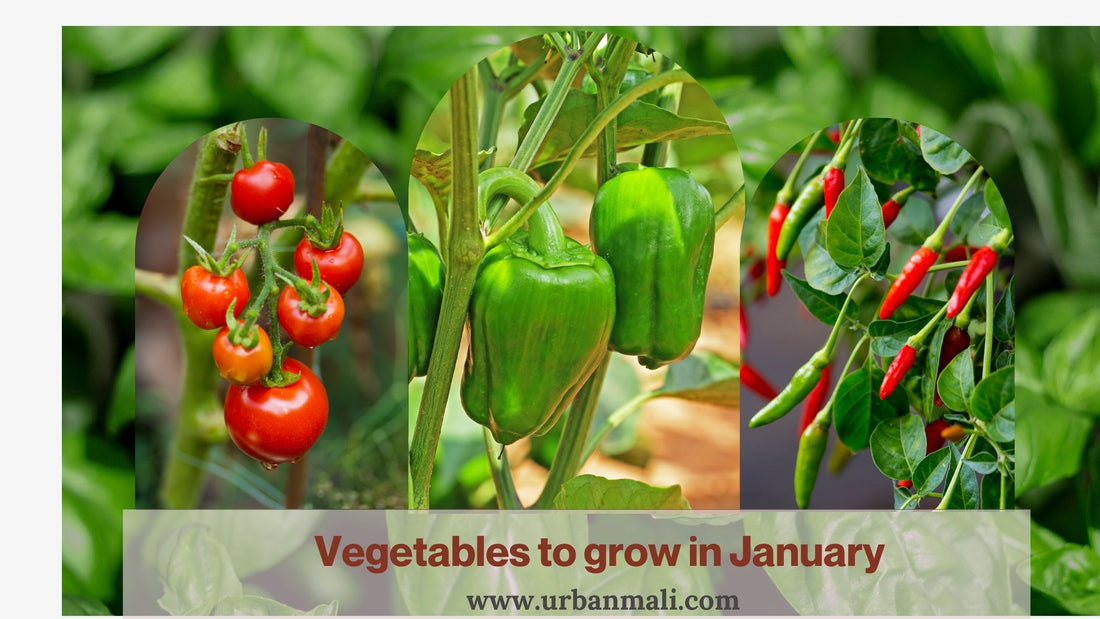 Vegetables to grow in January 