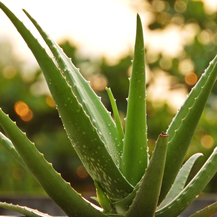 Aloe vera benefits