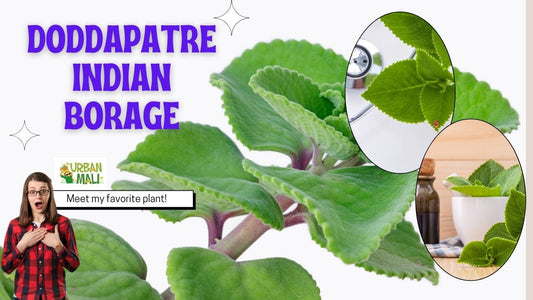 Doddapatre Indian Borage - Health Benefits