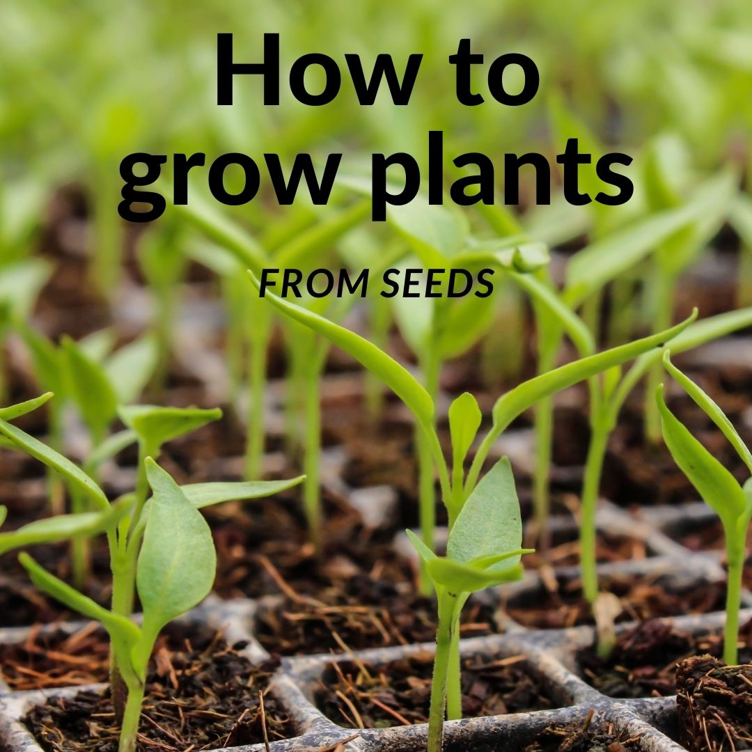 How to Grow Plants from Seeds in Bangalore Step by Step?