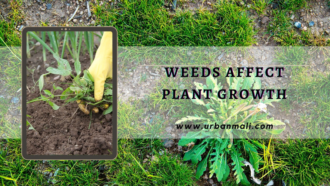 How do weeds affect plant growth