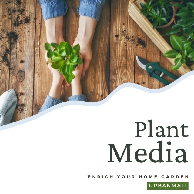 Plant Media