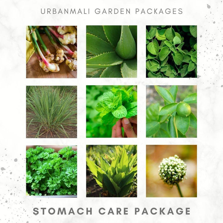 Stomach Care Plant Package - UrbanMali Network