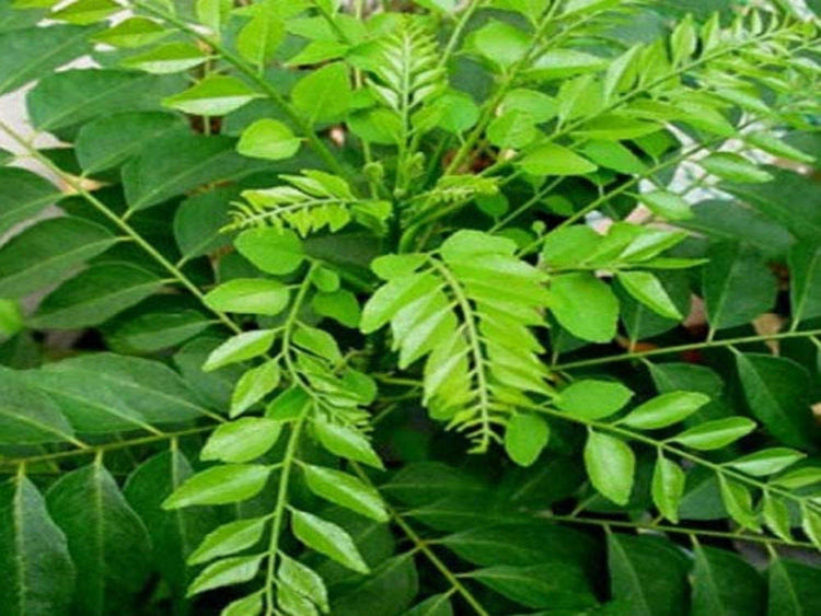 Curry leaf (Murraya koenigii) - UrbanMali Network
