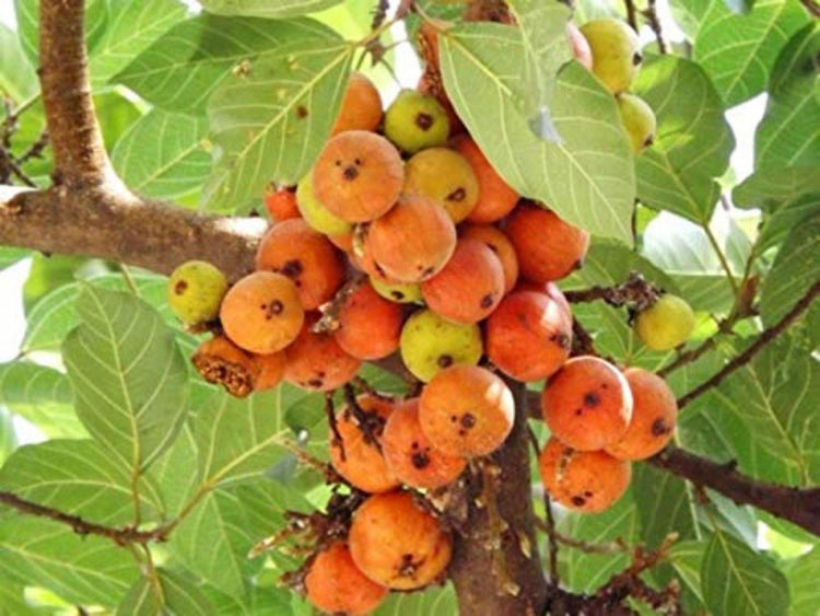 Ficus racemosa - UrbanMali Network