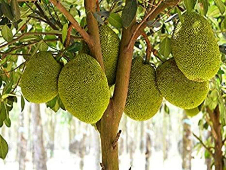 Jack fruit (Artocarpus Heterophyllus) - UrbanMali Network