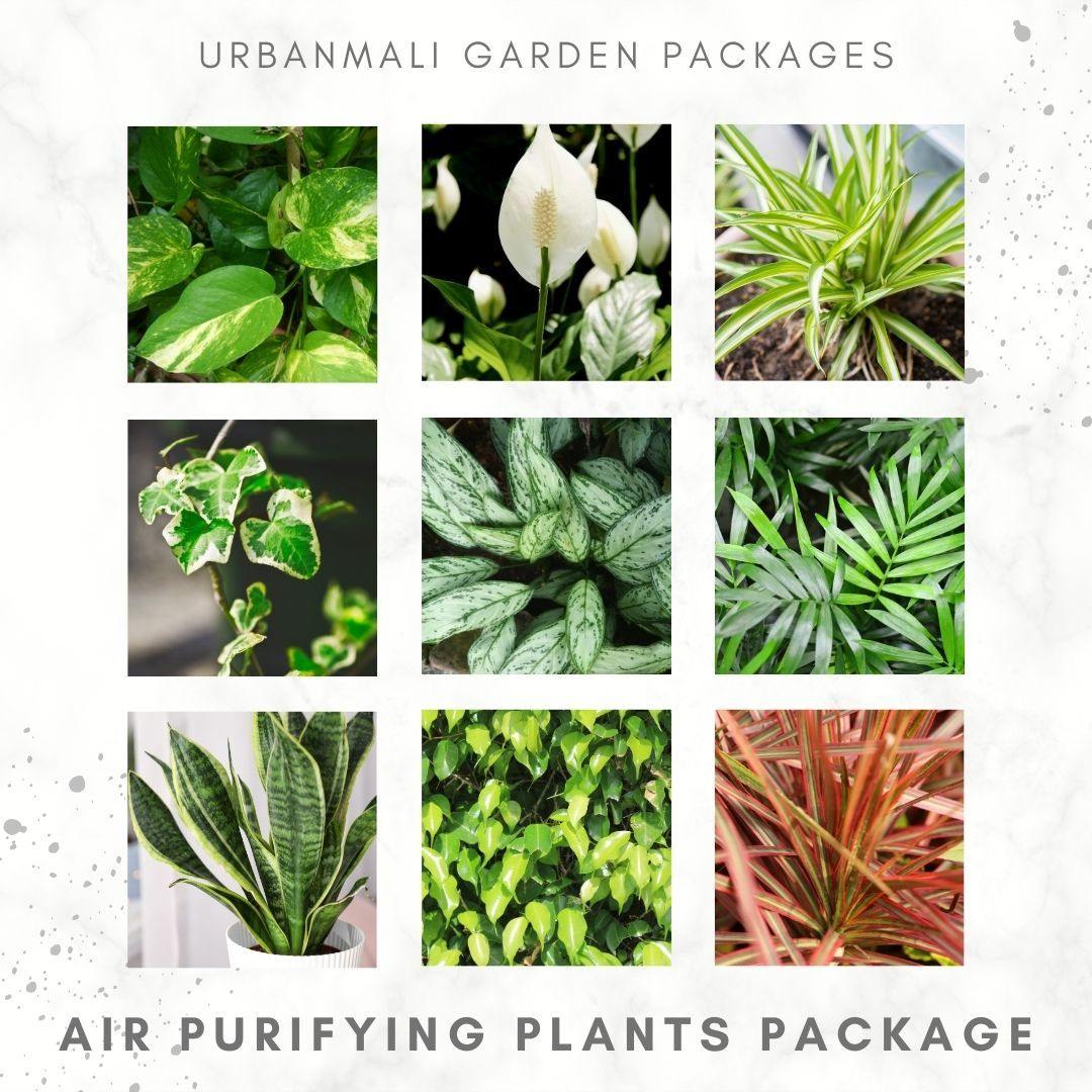 Air-purifying Indoor Garden package - UrbanMali Network