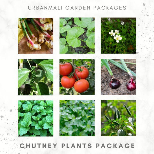 Chutney Garden Package - UrbanMali Network