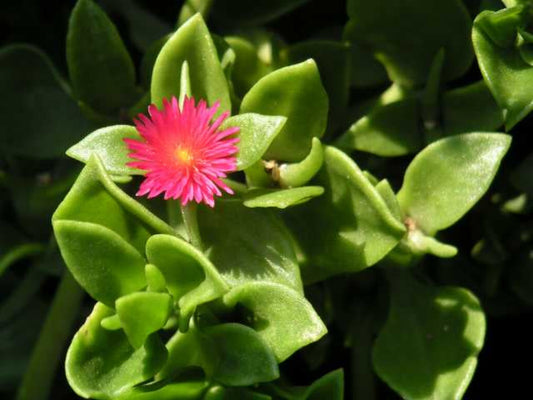 Baby sun rose (Mesembryanthemum cordifolium)