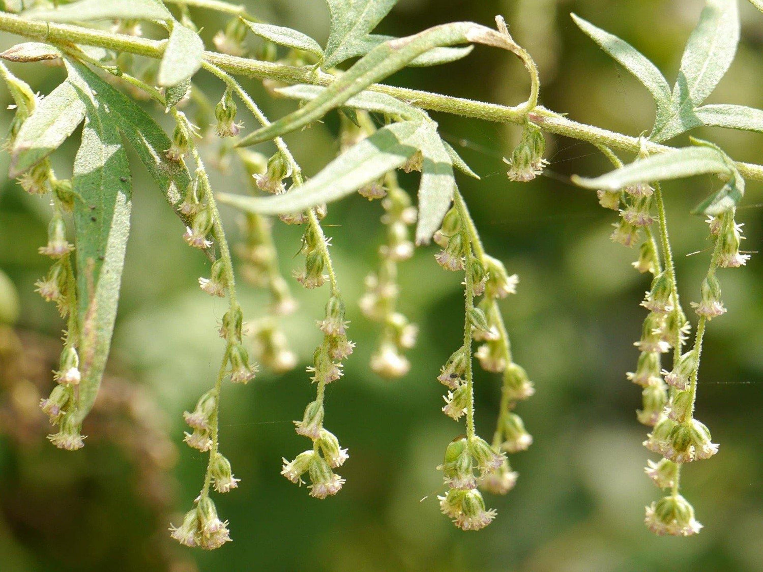 Nilgiri davana (Artemisia nilagirica) - UrbanMali Network