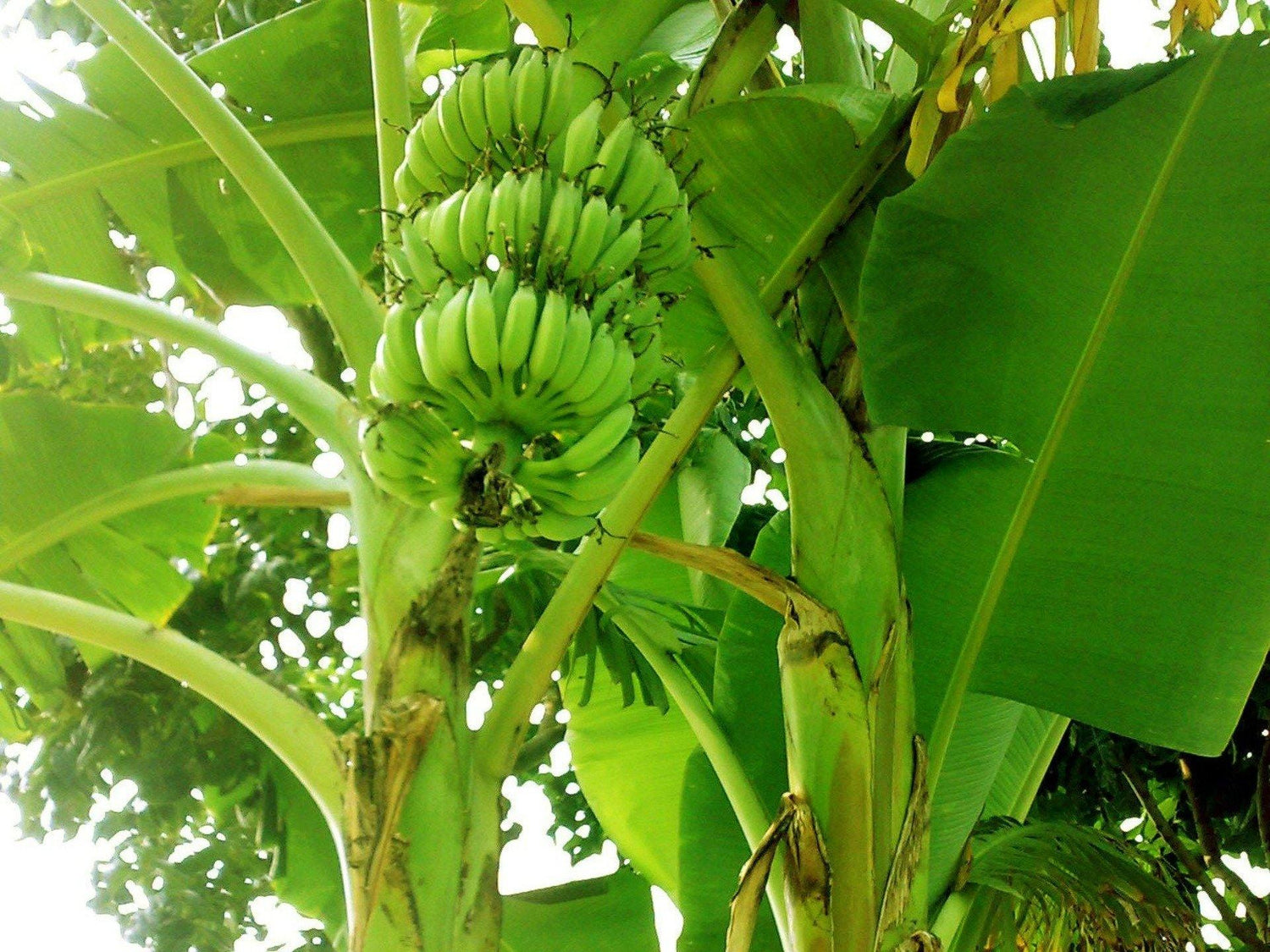Banana Sapling - UrbanMali Network