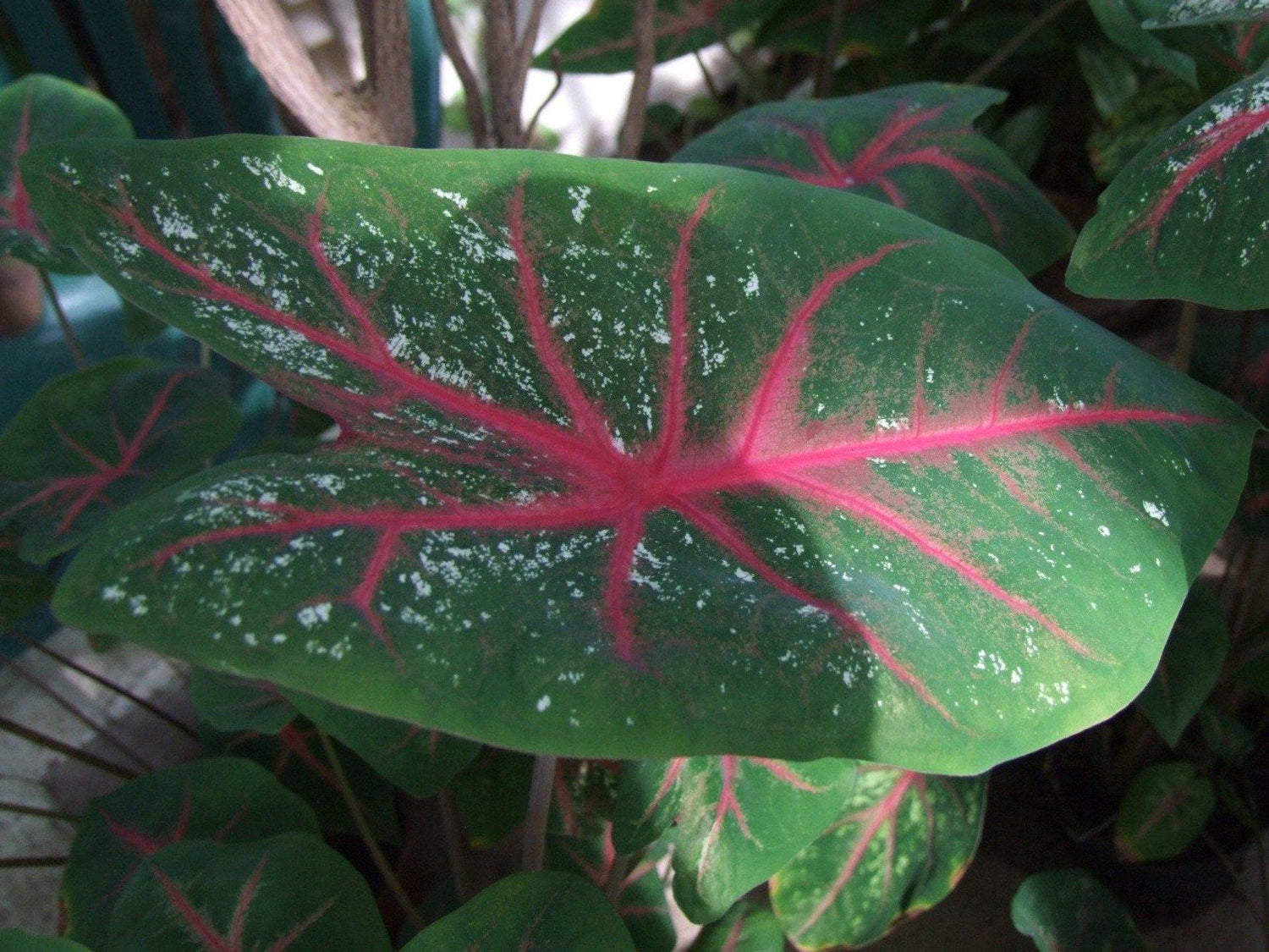 Fancy-leaf Caladium (Caladium bicolor) - UrbanMali Network