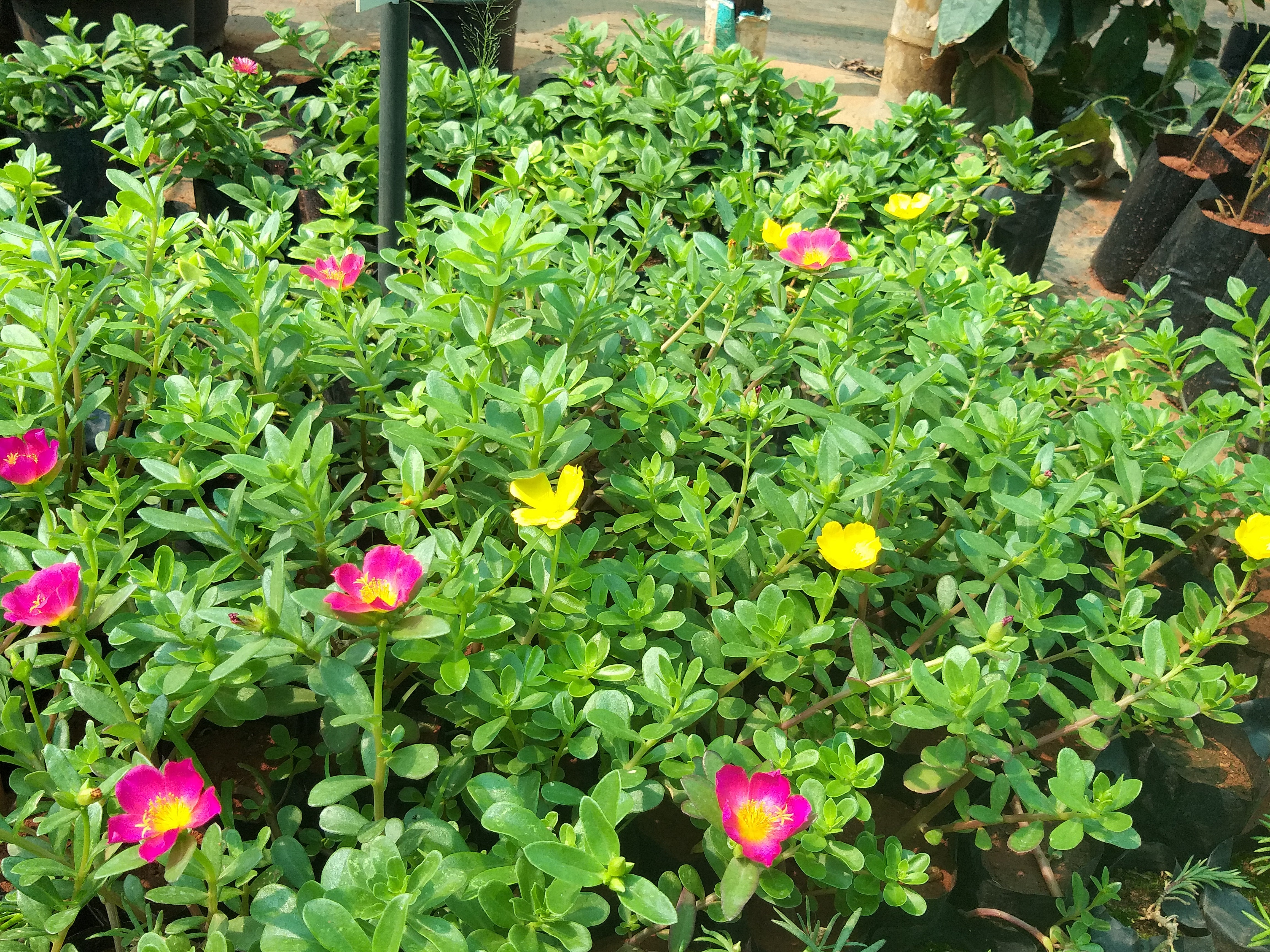 Moss rose (Portulaca oleracea)